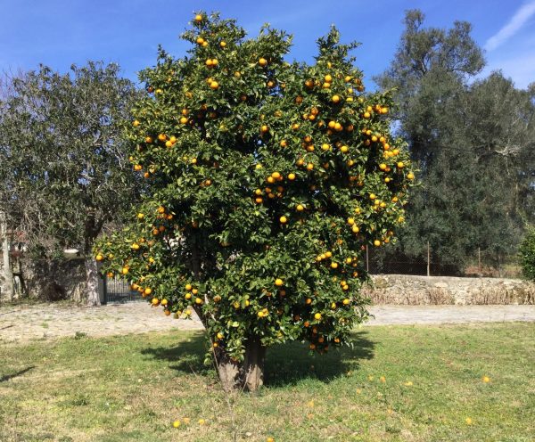 Program - planting a tree at Quinta de Luou